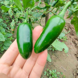 Heirloom Jalapeño Pepper Seeds – Moderately Spicy, Thick Flesh, Crisp Texture for Garden & Cooking