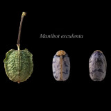 Manihot Esculenta Cassava Yuca Tapioca Seeds for Planting