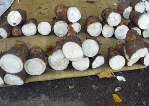 Manihot esculenta Cassava Yuca Seeds – Drought Tolerant Tapioca Plant for Home Garden