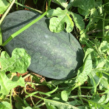 Black Beauty Watermelon Seeds - Early Maturing, High-Yield, Easy to Grow, High Sugar Content, Excellent Flavour