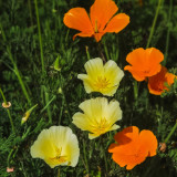 Mixed Colour California Poppy Seeds - Large Showy Flowers, Easy to Grow, Ideal for Garden Planting
