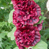Chater's Double Maroon Hollyhock Seeds – Peony-Like Blooms, Biennial Cut Flowers for Garden Fences & Bouquets