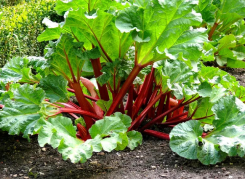 Red Victoria Rhubarb Seeds Heirloom Organic Non-GMO Vegetable Garden