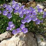 Tufted Bellflower Seeds - Perennial Herb, Easy to Grow, Unique Appearance, Ideal for Home Gardens