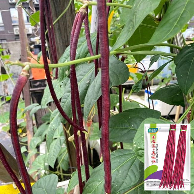 Chunqiu Red Cowpea Seeds - Rose-Red Pods, High-Yield, Easy to Grow, Thick Tender Flesh, Excellent Flavour