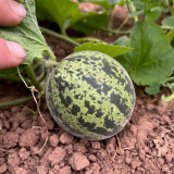 Queen Anne's Pocket Melon Seeds - Heirloom Muskmelon, Pocket-Sized Fruit, Sweet Fragrant Edible Melon
