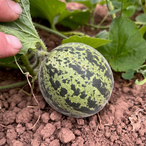 Queen Anne's Pocket Melon Seeds - Heirloom Muskmelon, Pocket-Sized Fruit, Sweet Fragrant Edible Melon