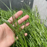 Lolium perenne 'Green Joy' | Perennial Ryegrass Seeds – Fast Lawn Establishment for Slope Protection & Low-Cost Turf
