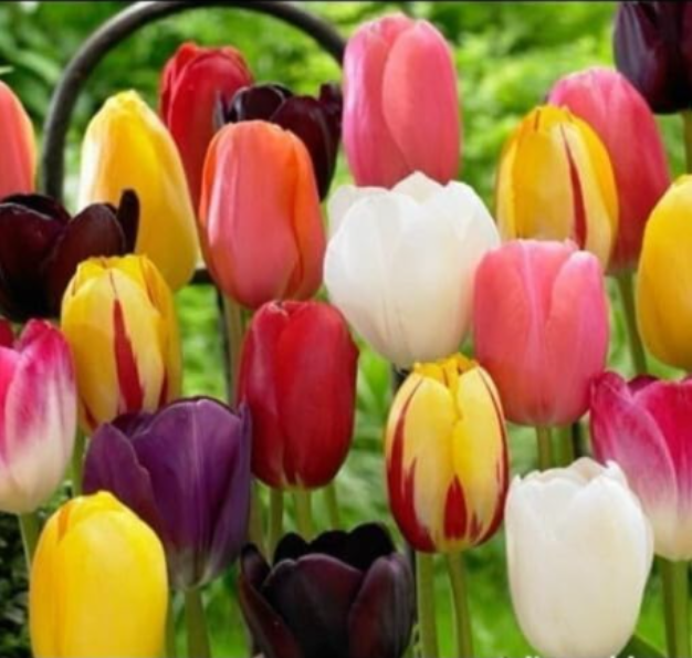 Pre Chilled Mixed Tulip Bulbs – Vibrant Multi-Color Spring Flower Bulbs for Garden Patio Containers