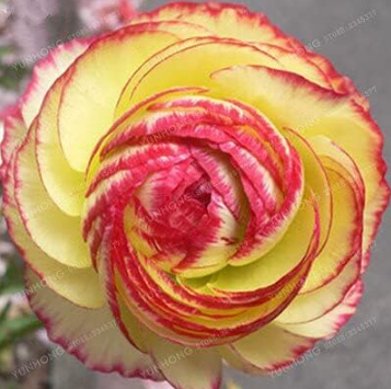 Double Picotee Ranunculus Seeds | Stunning Red-Edged Yellow Blooms for Indoor/Outdoor