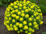 Cushion Spurge (Euphorbia Polychroma) Perennial Flower Seeds, Showy Hardy Ornamental Ground Cover Landscape Planting