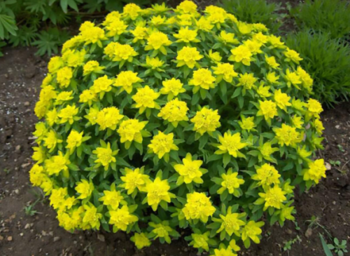 Cushion Spurge (Euphorbia Polychroma) Perennial Flower Seeds, Showy Hardy Ornamental Ground Cover Landscape Planting