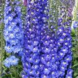 Blue Grandiflora Delphinium Seeds - Perennial, Easy to Grow, Vibrant Colour, Ideal for Home Gardens