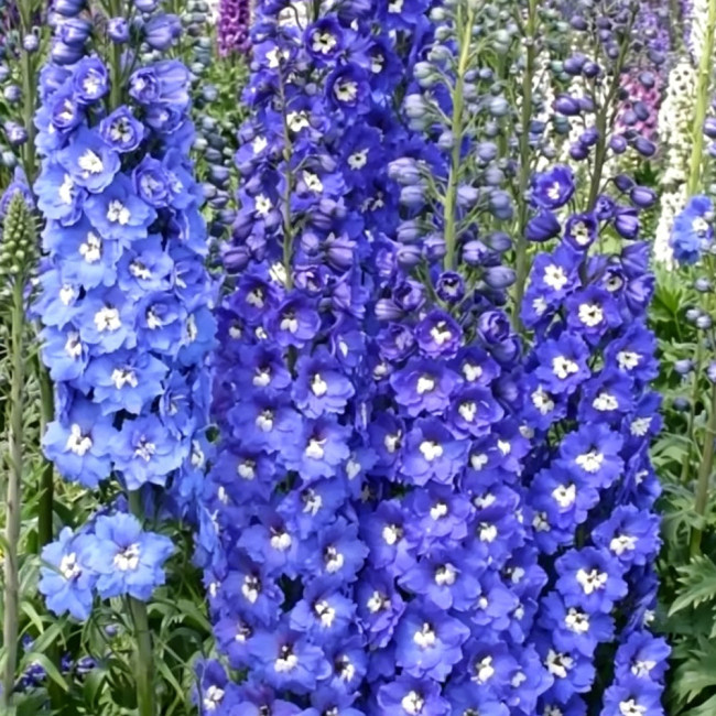 Blue Grandiflora Delphinium Seeds - Perennial, Easy to Grow, Vibrant Colour, Ideal for Home Gardens