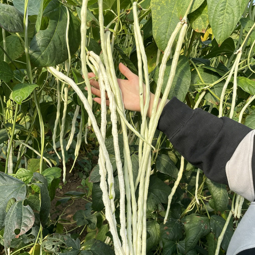 'Zhengjiang Yinshuai' Cowpea Seeds - Silver-White Pods, Easy to Grow, Thick Flesh, High-Yield, Continuous Pod-Setting