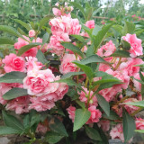 Camellia-Flowered Balsam Seeds (Mixed Colours) - Easy to Grow, Compact, Colourful, Ideal for Flower Beds and Containers