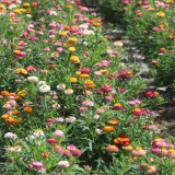 Tall Strawflower Mix Seeds - Everlasting Flower for Cut Dried Bouquets, Drought Tolerant, Full Sun, Easy Grow Annual