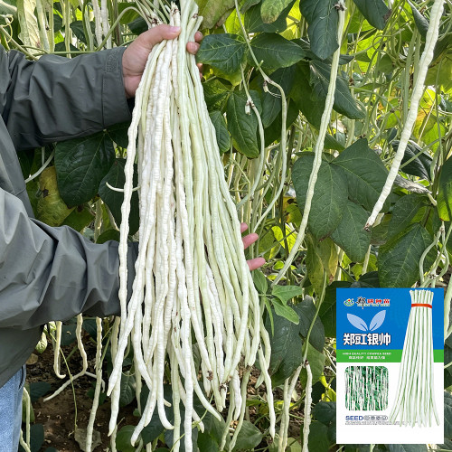 'Zhengjiang Yinshuai' Cowpea Seeds - Silver-White Pods, Easy to Grow, Thick Flesh, High-Yield, Continuous Pod-Setting