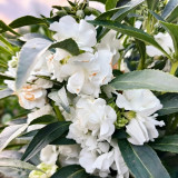 Camellia-Flowered Balsam Seeds (Mixed Colours) - Easy to Grow, Compact, Colourful, Ideal for Flower Beds and Containers