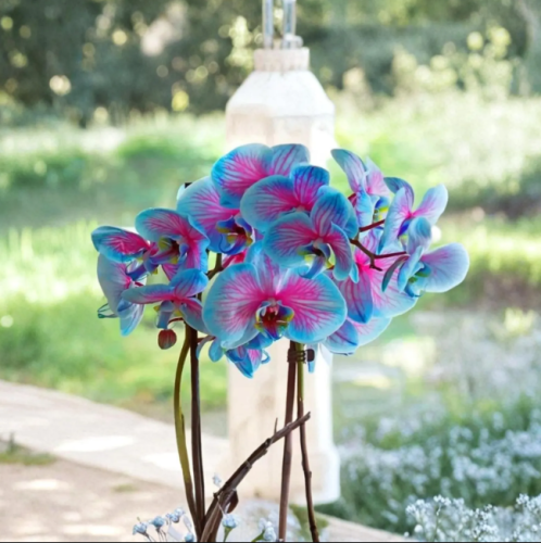 Blue Pink Phalaenopsis Orchid Seeds | Rare Exotic Ornamental Flower for Indoor/Outdoor Garden