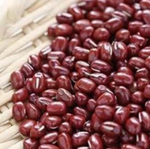 Non-GMO Adzuki Bean Seeds, Organic Sprouting Seeds for Growing Crisp Sprouts & Nutritious Microgreens at Home