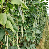 'Zhengjiang Yinshuai' Cowpea Seeds - Silver-White Pods, Easy to Grow, Thick Flesh, High-Yield, Continuous Pod-Setting