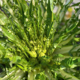 Puntarelle Chicory Seeds – Classic Roman Ingredient with Refreshing Crisp Texture and Rich Distinctive Taste