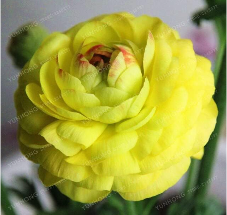 Yellow Double Buttercup Ranunculus Seeds | Premium Home Garden Flower