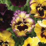 Viola × wittrockiana 'Lemon Berry Ruffle' Seeds, Ruffled Butterfly-Shaped Blooms for Pots and Baskets