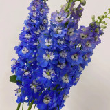 Blue Grandiflora Delphinium Seeds - Perennial, Easy to Grow, Vibrant Colour, Ideal for Home Gardens