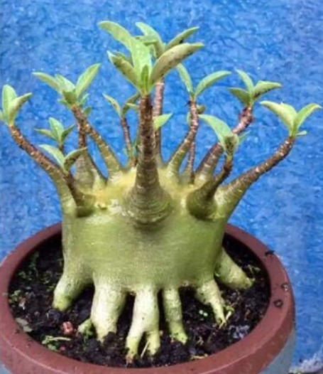 Adenium arabicum Mix Adenium Obesum Semillas Sementes Mixed Color Desert Rose Flower