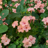 Salmon Four O'Clock Flower Seeds Mirabilis Jalapa Fragrant Evening Blooming Perennial Garden