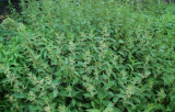Organic Stinging Nettle Seeds Urtica Dioica Native US Butterfly Host Plant