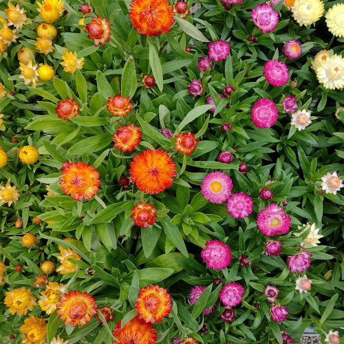 Tall Strawflower Mix Seeds - Everlasting Flower for Cut Dried Bouquets, Drought Tolerant, Full Sun, Easy Grow Annual