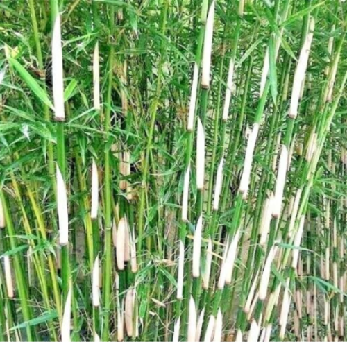Fargesia Robusta Bamboo Seeds, Non-Running Clumping Cold Hardy Privacy Screen Bamboo Plant