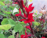 Pelleted Queen Victoria Cardinal Lobelia Seeds, Hardy Perennial Red Flower Garden Border Plant