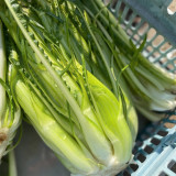 Puntarelle Chicory Seeds – Classic Roman Ingredient with Refreshing Crisp Texture and Rich Distinctive Taste