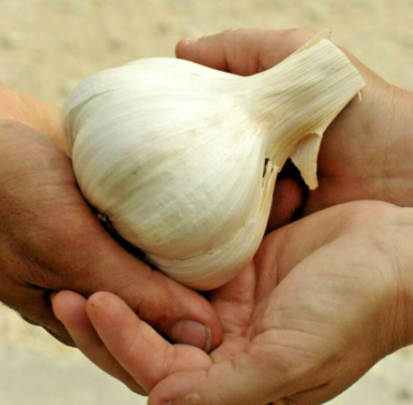 USA Grown Organic Fresh Jumbo Elephant Garlic Cloves, Large Mild Flavor Giant Garlic Planting Bulbs