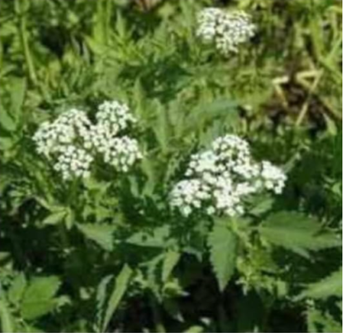 Water Celery Seeds Winter Hardy Marginal Bog Pond Aquatic Plant