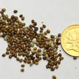 Cushion Spurge (Euphorbia Polychroma) Perennial Flower Seeds, Showy Hardy Ornamental Ground Cover Landscape Planting
