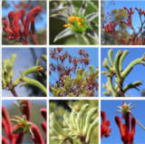 Rare Kangaroo Paw Mixed Flower Seeds, Natural Easy Grow Ornamental Perennial for Indoor Outdoor Garden