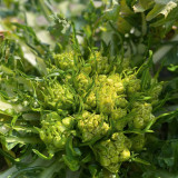 Puntarelle Chicory Seeds – Classic Roman Ingredient with Refreshing Crisp Texture and Rich Distinctive Taste