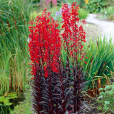 Pelleted Queen Victoria Cardinal Lobelia Seeds, Hardy Perennial Red Flower Garden Border Plant