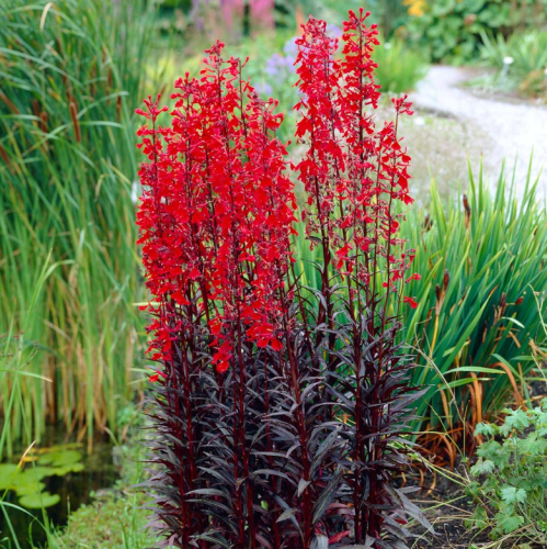 Pelleted Queen Victoria Cardinal Lobelia Seeds, Hardy Perennial Red Flower Garden Border Plant