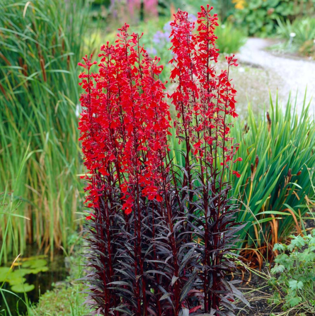 Pelleted Queen Victoria Cardinal Lobelia Seeds, Hardy Perennial Red Flower Garden Border Plant