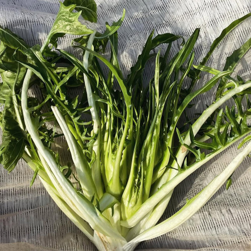 Puntarelle Chicory Seeds – Classic Roman Ingredient with Refreshing Crisp Texture and Rich Distinctive Taste