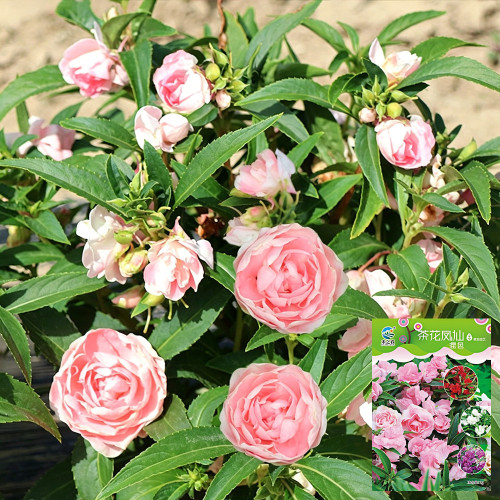 Camellia-Flowered Balsam Seeds (Mixed Colours) - Easy to Grow, Compact, Colourful, Ideal for Flower Beds and Containers