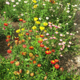 Tall Strawflower Mix Seeds - Everlasting Flower for Cut Dried Bouquets, Drought Tolerant, Full Sun, Easy Grow Annual