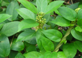 Gymnema Sylvestre Herb Seeds | Gurmar Sugar Destroyer Medicinal Vine for Home Herbal Garden
