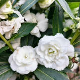 Camellia-Flowered Balsam Seeds (Mixed Colours) - Easy to Grow, Compact, Colourful, Ideal for Flower Beds and Containers